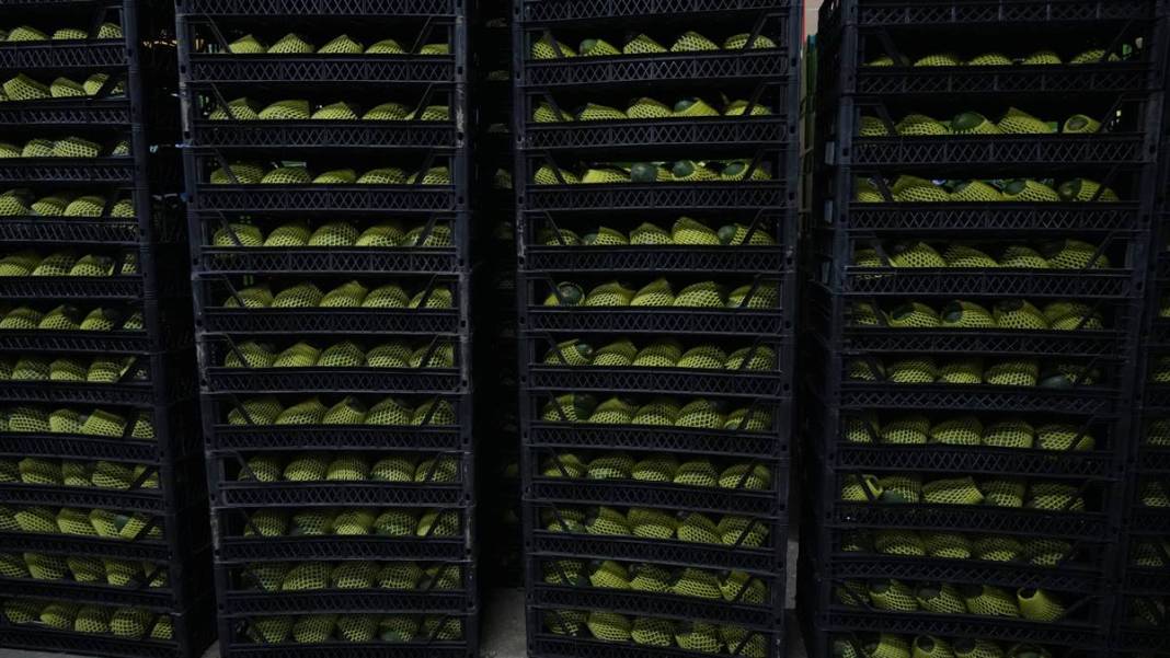 Talebe yetişemiyorlar, adeta yok satıyor! O ilimizde yerli tropikal meyve hasadı başladı 2